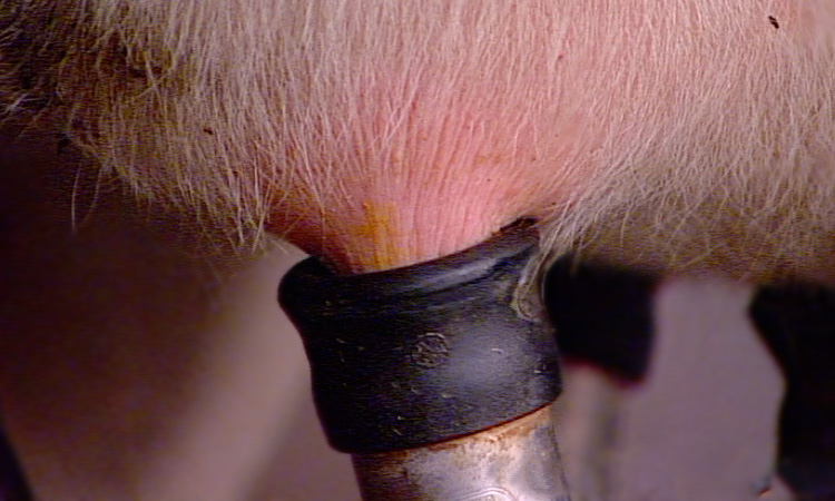 Du lait aux yaourts et aux fromages - La traite des vaches - 3mn 54s